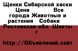 Щенки Сибирской хаски › Цена ­ 18 000 - Все города Животные и растения » Собаки   . Ростовская обл.,Шахты г.